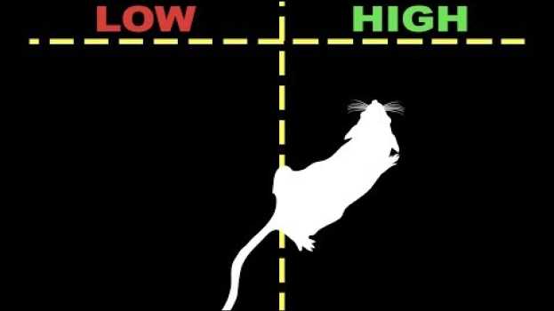 Video From many mice, unexpected genius   türkçe