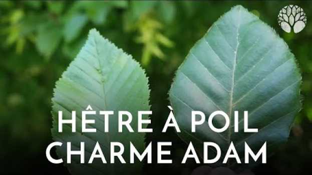 Video "Le charme d'Adam, c'est d'hêtre à poils" in English