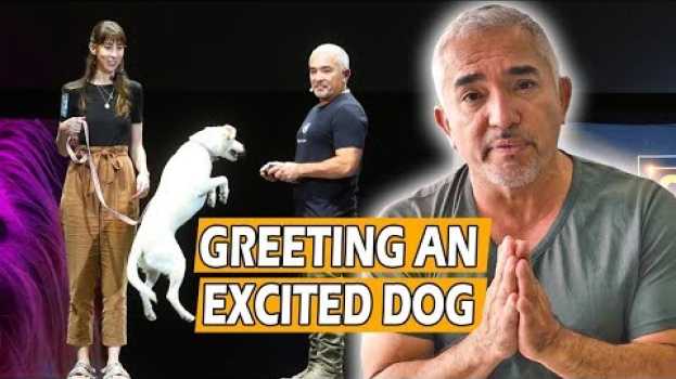Video How To Calm An Excited Dog (First Meeting) - Live Dog Demo! po polsku