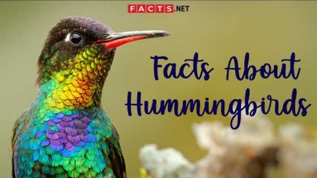 Video Hummingbird Facts And More About The Smallest Bird Species auf Deutsch