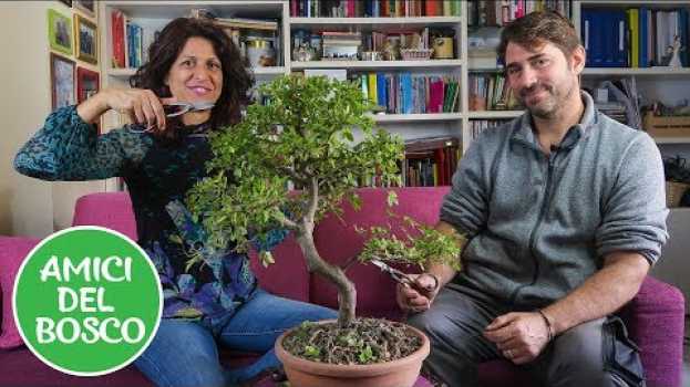 Video COME CURARE UN BONSAI. Con Marco Biasin 🌳 em português