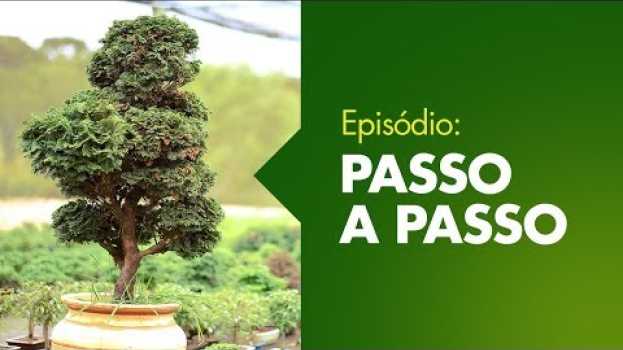 Video Como podar um Bonsai? su italiano