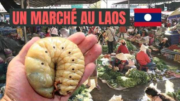 Video A QUOI RESSEMBLE UN MARCHÉ AU LAOS ? Vidéo de marché aux animaux à l'étranger en español