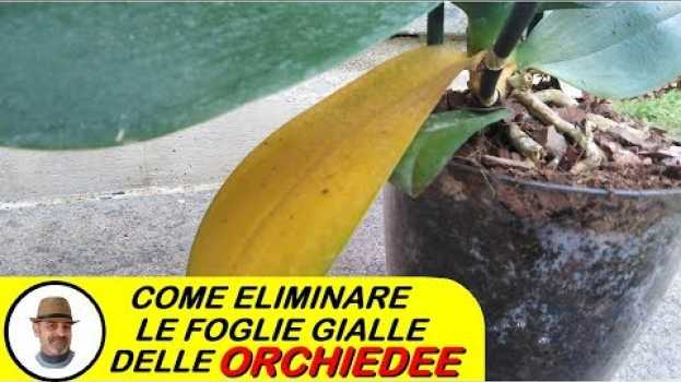 Video COME SI TOGLIE UNA FOGLIA GIALLA DELL'ORCHIDEA em português