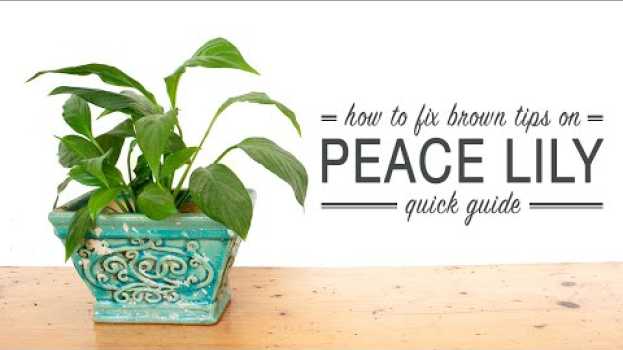 Video How to Prune Brown Tips on a Peace Lily (Quick Guide) auf Deutsch