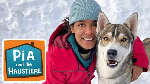 Video Sibirischer Husky | Information für Kinder | Pia und die Haustiere su italiano