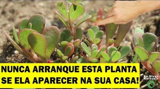 Видео ☘️ Não Arranque Esta Planta se Ela Aparecer na Sua Casa, Veja Porque! на русском