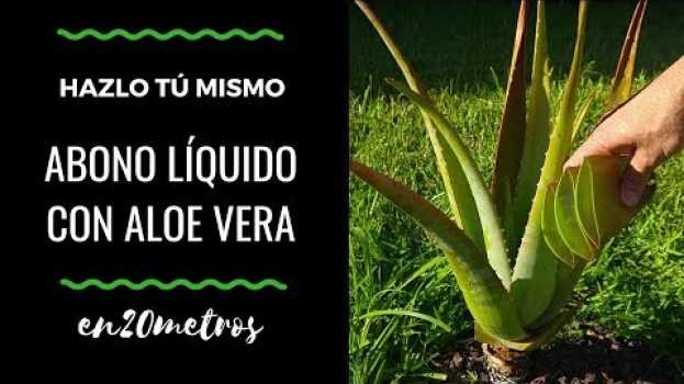 Video Hazlo tú mismo | ABONO LÍQUIDO DE ALOE VERA para fertilizar tomates, pimientos y cítricos   türkçe