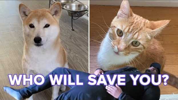 Video Cats And Dogs React To Their Owners “Playing Dead” en español