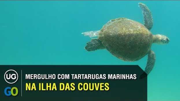 Video Mergulho na Ilha das Couves com Tartarugas Marinhas (snorkeling e mergulho em Ubatuba) po polsku