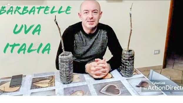 Video Come preparare Barbatelle di uva Italia resistenti alla fillossera auf Deutsch