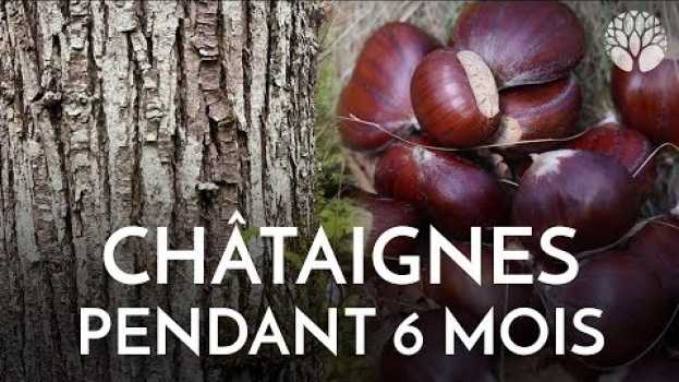 Video Les châtaignes, on peut les manger pendant six mois !   türkçe