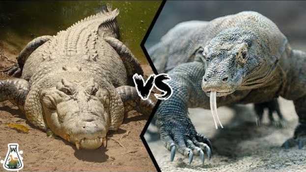 Video CROCODILE VS KOMODO DRAGON - Which is the strongest?   türkçe