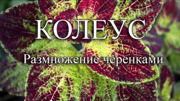 Video КОЛЕУС еще 2 способа укоренения черенков. Колеус размножение черенками po polsku