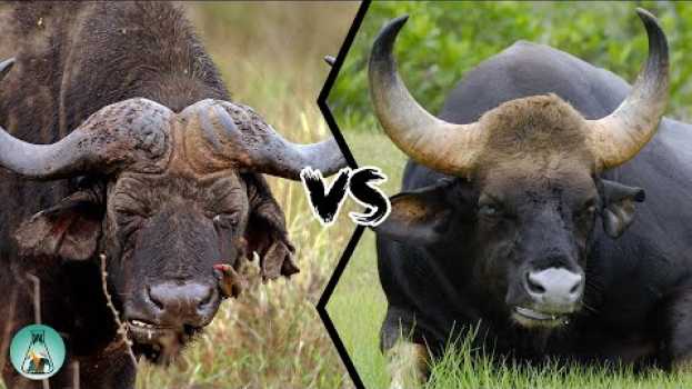 Video CAPE BUFFALO VS INDIAN GAUR - Which is more powerful? auf Deutsch