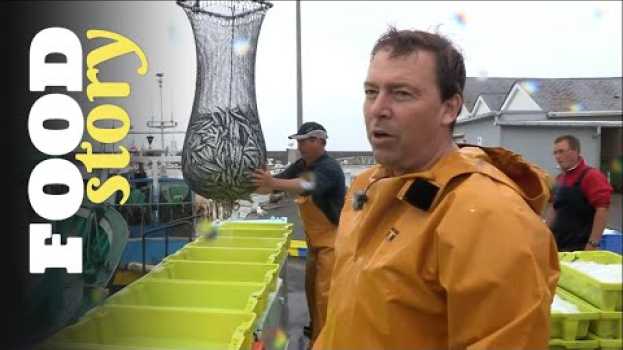 Видео Ces marins repèrent les sardines à l'œil nu на русском
