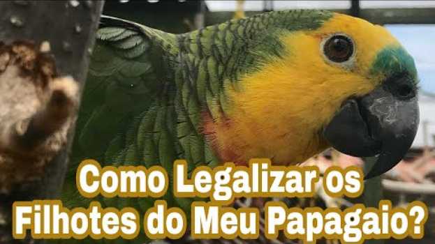 Video Como Legalizar o Filhote do Meu Papagaio? po polsku