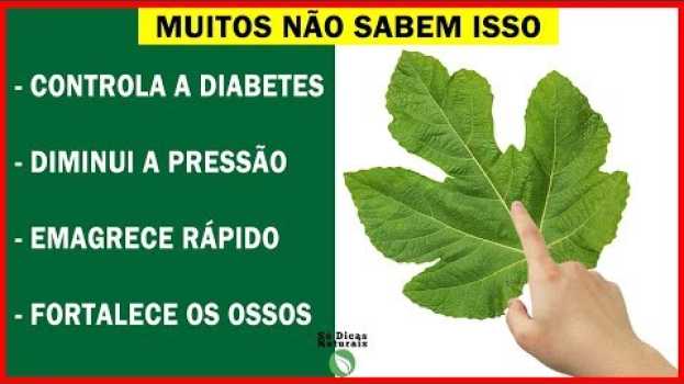 Video Se Você Tiver Essa Planta Em Casa, Cuide! Você Tem Um Tesouro E Não Sabe | BENEFÍCIOS FOLHA DE FIGO en français