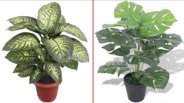 Video 5 Plantas que Você NUNCA Deve Ter Dentro de Casa po polsku