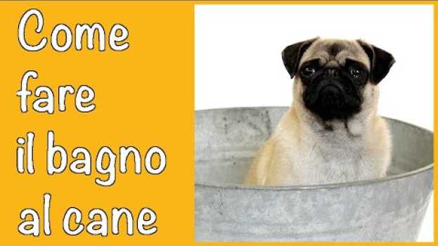 Video Suggerimenti su come (e quando) fare il bagno al cane | Qua la zampa (Addestramento/educazione) po polsku