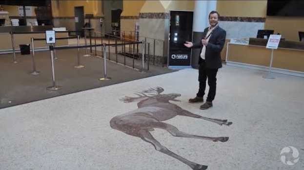 Video Embarquez dans cette tournée virtuelle du Musée, jadis le siège temporaire du Parlement canadien su italiano
