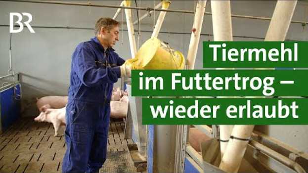 Video 20 Jahre nach BSE: EU lockert Verbot - Tierisches Eiweiß darf wieder ins Futter en español