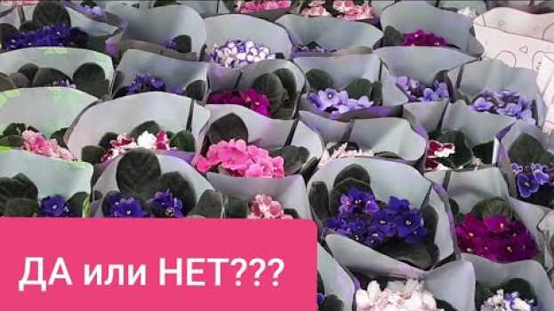 Video Фиалки из Леруа в нашем доме. ДА или НЕТ??? su italiano