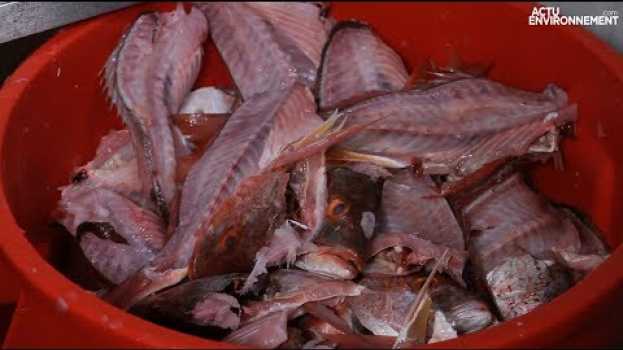 Video La valorisation des déchets de poissons s’organise grâce à la reverse logistic in English