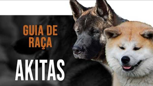 Video AKITA - Tudo sobre as raças Akita Inu e Akita Americano su italiano