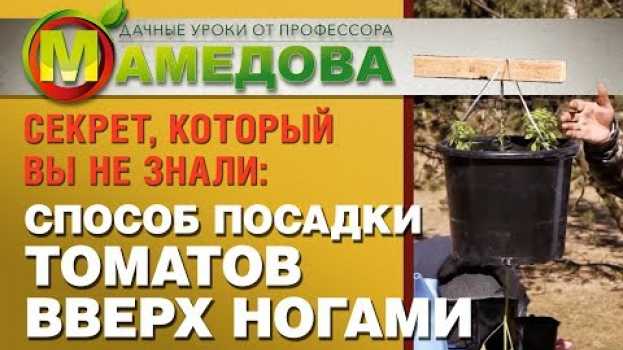 Video 🍅 СЕКРЕТ, КОТОРЫЙ ВЫ НЕ ЗНАЛИ: Способ Посадки Томатов ВВЕРХ НОГАМИ po polsku