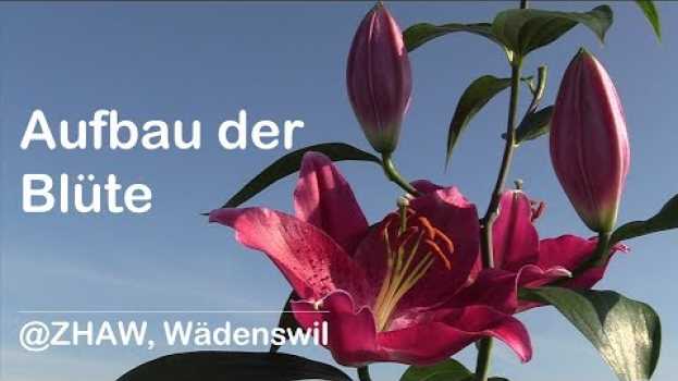 Video Aufbau der Blüte in English
