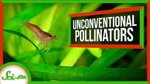 Video Crabs, Cockroaches, and 3 Other Pollinators That Aren't Bees em português