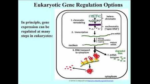 Video 221-2 Many Options for Regulating Eukaryotic Genes em português