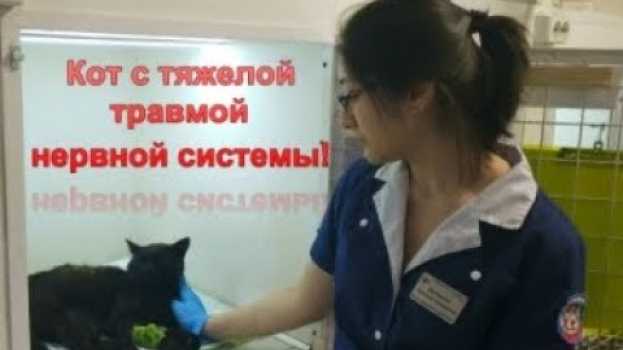 Video Кот был в состоянии комы, но пришел в себя, и продолжает бороться... en français