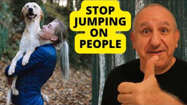 Video 4 steps to Stop your dog From JUMPING on people po polsku