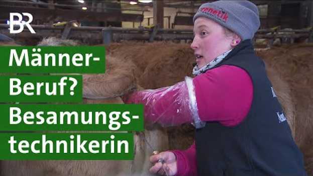 Video Traumberuf im Kuhstall: Der Alltag als Besamungstechnikerin | Kühe Doku | Unser Land | BR em português