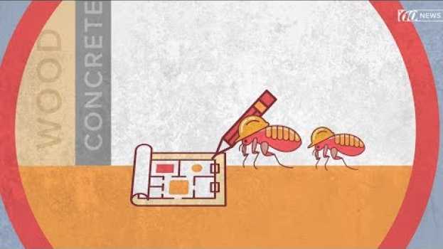 Video How subterranean termites get into your house and how to stop them | 10News WTSP em português