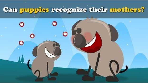 Video Can Dogs recognize their Moms? + more videos | #aumsum #kids #science #education #children en español
