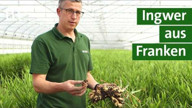 Video Erntezeit: Ingwer gilt als gesundes Gemüse und wächst auch in Bayerns Gärtnereien | Unser Land  | BR en español
