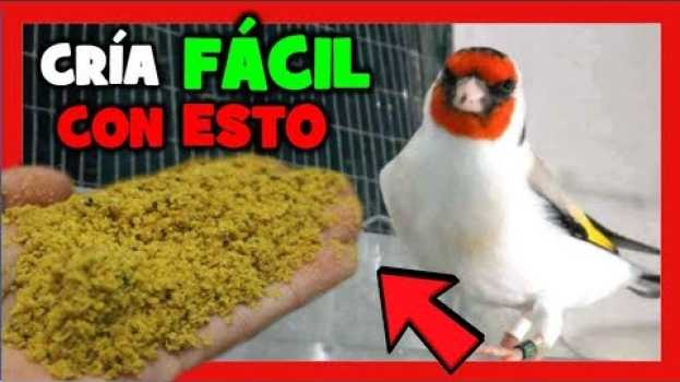 Video LA MEJOR PASTA DE CRIA PARA JILGUEROS 😱 COMO HACER PASTA DE CRIA PARA JILGUEROS | CRIA DE JILGUEROS su italiano