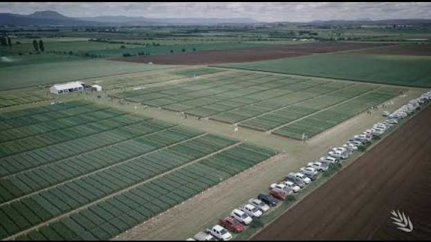Video Perhaps the year's most impressive field day | Hyper Yielding Cereals em português
