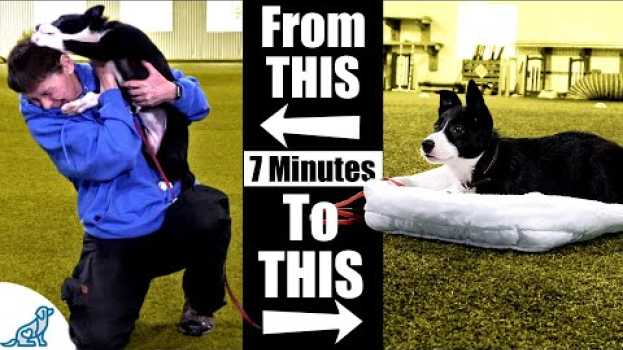 Видео Teach Your Puppy To Calm Down With This 7 Minute Exercise на русском
