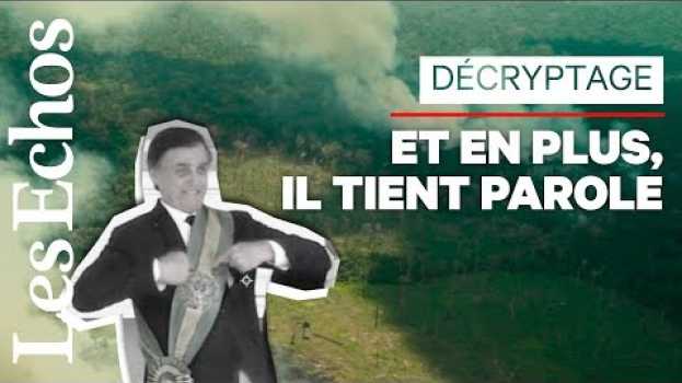 Video Amazonie : comme promis, Bolsonaro accélère la déforestation en español