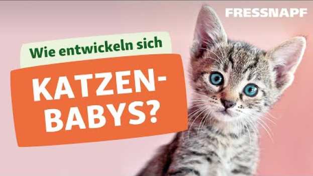 Video Die Entwicklung von Katzenbabys / Kitten po polsku