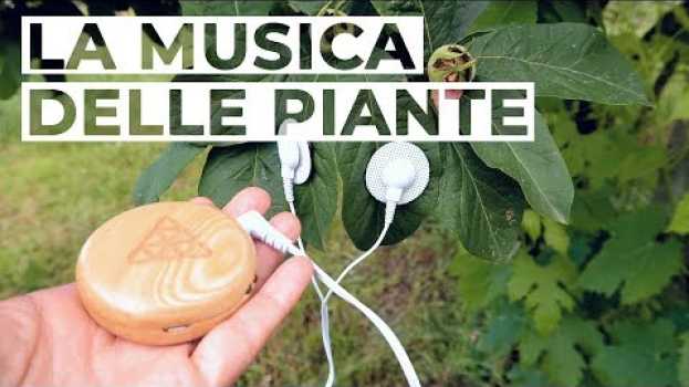 Video LA MUSICA delle PIANTE. Sinfonie dal Bosco en español