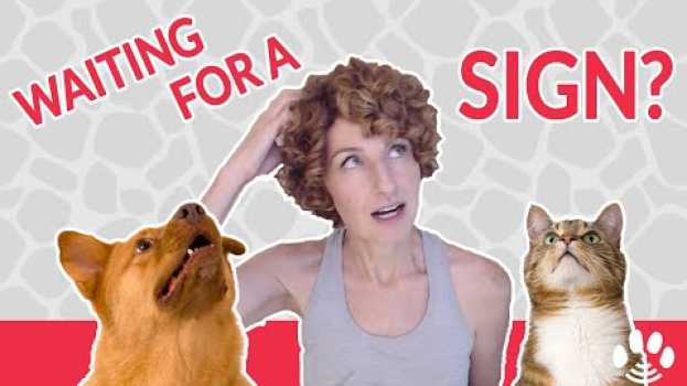 Video How to Get a Message From Your Pet on the Other Side | Animal Afterlife po polsku