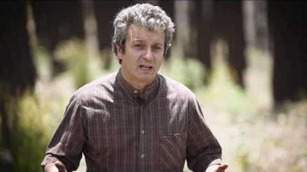 Video Il bosco dopo l’incendio. Le strategie della natura e dell’uomo em português