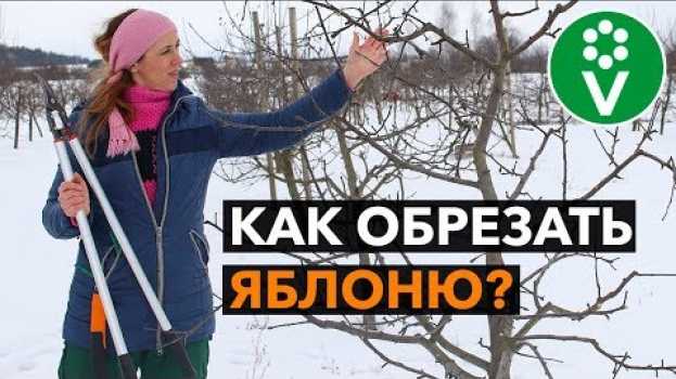 Video ЗОЛОТЫЕ ПРАВИЛА ОБРЕЗКИ ЯБЛОНИ. Теперь все понятно! in English