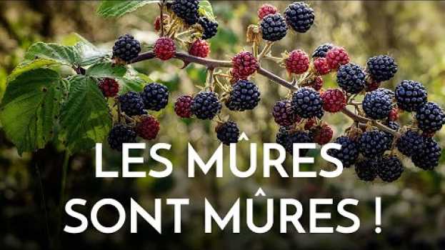 Video Tout se mange dans la ronce, surtout les mûres ! auf Deutsch