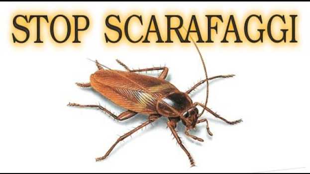 Video SCARAFAGGI ELIMINALI PER SEMPRE a costo zero in modo naturale, senza pesticidi #iorestoacasa#ConMe auf Deutsch